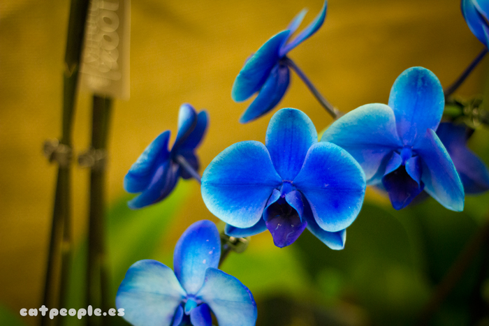 Orquídeas azules